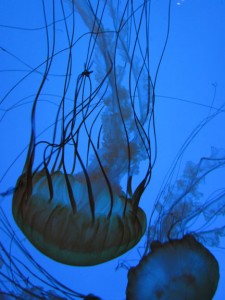 Photo of jellyfish at the New England Aquarium