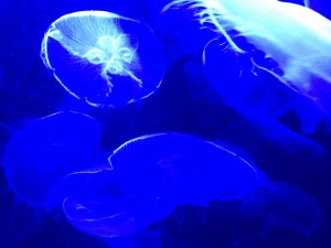 jellyfish at the New England Aquarium