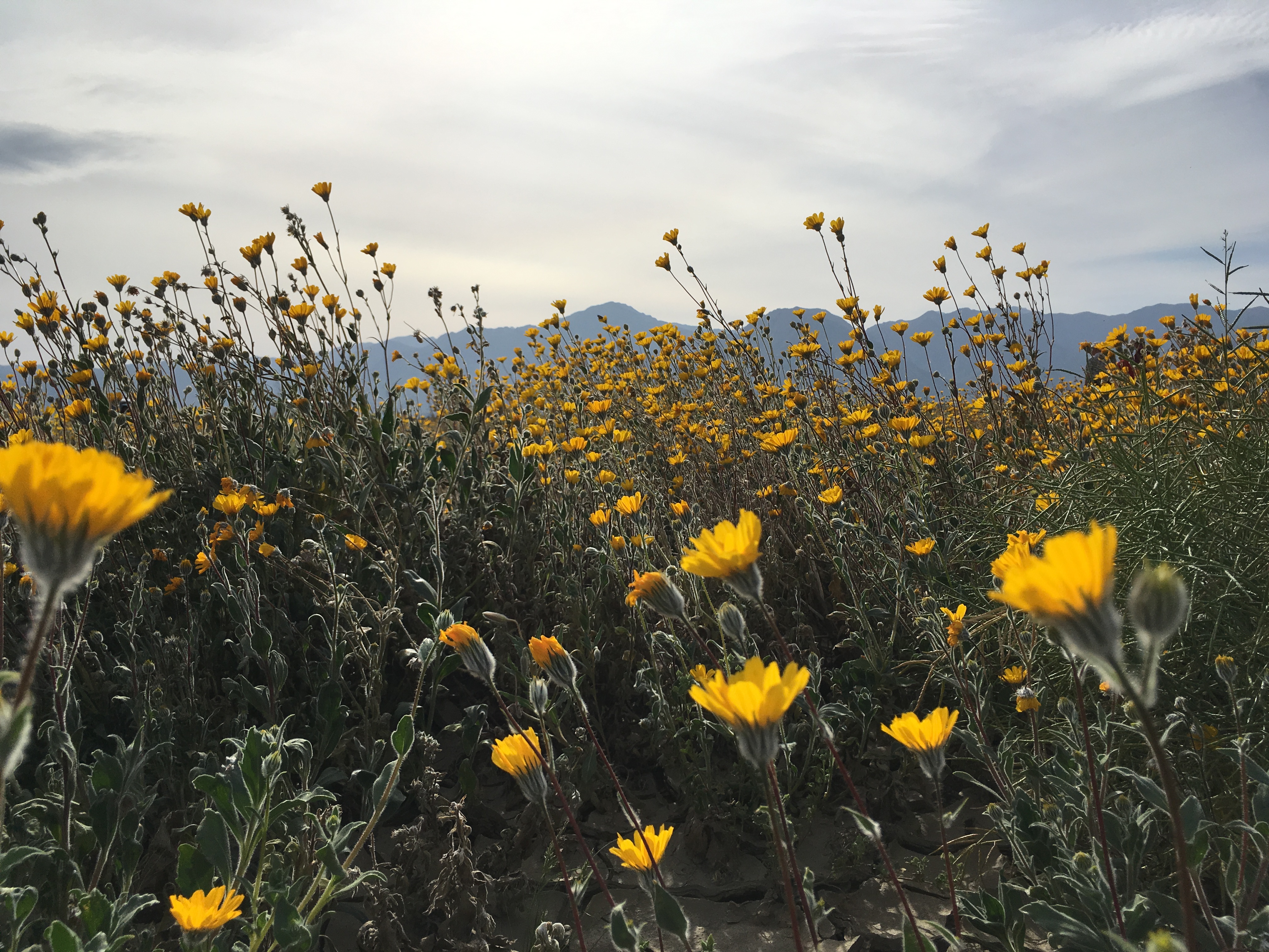 California Wildflower Superbloom