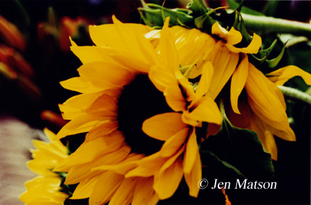 Sunflowers – #271