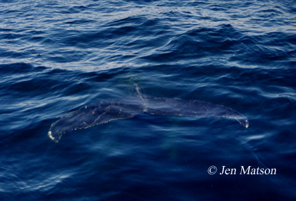 Underwater Fluke, Humpback Whale